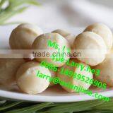 Bauple Nut Shell Removing Machine/bauple Nut Shelling Machine/bauple Nut Sheller thumbnail-4