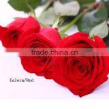 Most Selling Rose Flowers Cheap Cut Flowers Price Directly Import From Website thumbnail-1