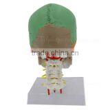 Vivid Human Body Anatomy Bone Plastic Skull Model thumbnail-4
