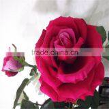 Making Indian Rose Flower Artificial Rose Polyester Artificial Flower thumbnail-3