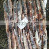 Under 150g Whole Round Frozen Illex Squid thumbnail-1