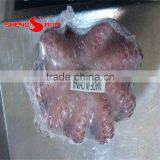 Baby Octopus thumbnail-1