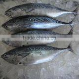 Frozen Bonito Whole Fish thumbnail-2