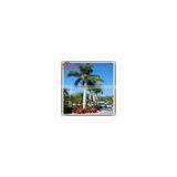 2015 Wholesale Price Artificial Plastic Outdoor Lighted 6M Palm Trees for Decoration thumbnail-3