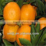 Yongchun Lugan Orange thumbnail-4