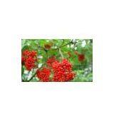 Elderberry Powder thumbnail-1