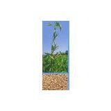 India Guar Gum thumbnail-1