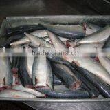 HGT Frozen Pacific Mackerel