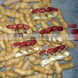 Four Red Skin High Quality Peanuts From China thumbnail-1