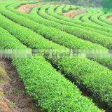 Organic China Slimming Tea Hang Zhou West Lake Green Tea xi hu Longjing Dragonwell Green Tea thumbnail-4