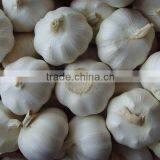 Normal White Garlic thumbnail-1