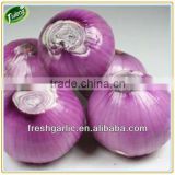 2008 crop onion