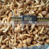 IQF Nameko thumbnail-2