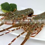 Vietnam Alive Green Lobster