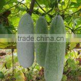 Hybrid melon seed zucchini seeds