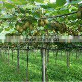 Microelement Fertilizer thumbnail-4