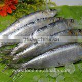 Frozen Sardine Fish for Making Cans thumbnail-1