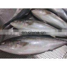 Hot Sale Frozen IQF Yellow Tail Scad Fish Price Mackerel Seafood for Market 8kgs up thumbnail-5
