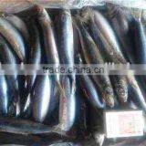 Frozen Sardine 100-150g thumbnail-5