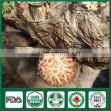 Shiitake Mushroom Spawn/Dried Shiitake Mushroom /Shiitake Seeds thumbnail-1