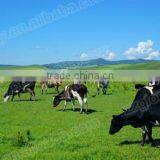 Full Automatic Fresh Milk Vending Machine/ Milk Dispenser Machine For 150L/Milk Atm IC Card And Coins Acceptor thumbnail-2