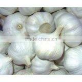 New Crop Normal White Garlic thumbnail-2