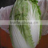 export standard green cabbage