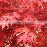 Acer Rubrum /Chinese Maple /Acerpalmatum/Japanese Maple Tree Seeds for Planting thumbnail-2