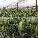 Wholesale Fresh Lily Flower Buy From Kunming Flower Planting Base thumbnail-2