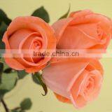 Wholesale Fresh Cut Flower Rose Plants of Various Colors thumbnail-1