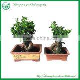 Green Plants Ficus Ginseng Bonsai thumbnail-1