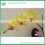 Living Orchid Plants