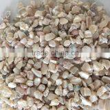 Crushed Trochus Shell