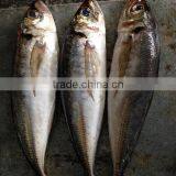 Frozen Big Eye Horse Mackerel 25cm+ thumbnail-2