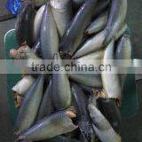 Frozen HGT Pacific Mackerel thumbnail-4