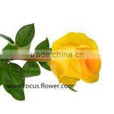 Promotional Ecuador Rose Yunnan Fresh Cut Roses Flowers Black Rose Bushes for Sale thumbnail-1