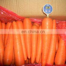Sinocharm 2022 New Crop Fresh Carrot thumbnail-4