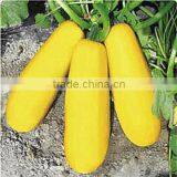 Gold Ingots 3 High Yield Seed Squash Seeds