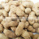Organic Peanut for Export thumbnail-1