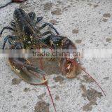 Live Spiny Rock Lobster thumbnail-1