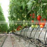 Red Color Fresh Tomato From Turkey thumbnail-1