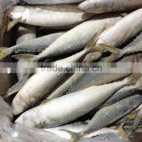 2016 Frozen Pacific Mackerel Whole Round 100-200g