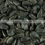 Chinese oil sunflower seeds