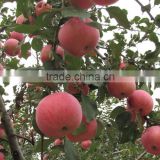 China fuji apple supplier