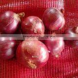Fresh Red Big Onion (onoion) thumbnail-3