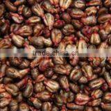 Seasoned Processing Wild Source grape seed oil