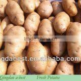 Fresh Holland Potato thumbnail-3