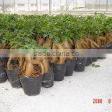 Zhangzhou Wisdom Industry & Trade Co., Ltd. company overview - view 4 thumbnail