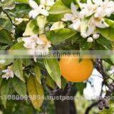 Petit Grain Oil thumbnail-2