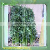 Shengjie Artificial Bamboo Plant/fake Evergreen Bamboo for Decoration thumbnail-1